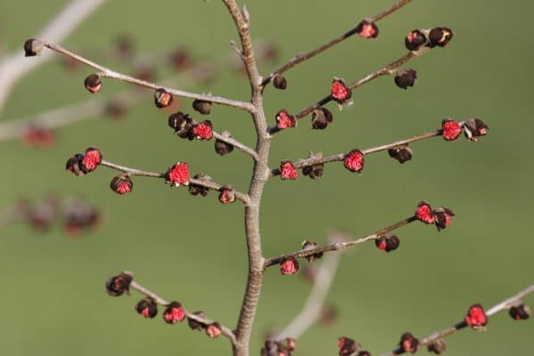 Persisch ijzerhout of Parrotia persica