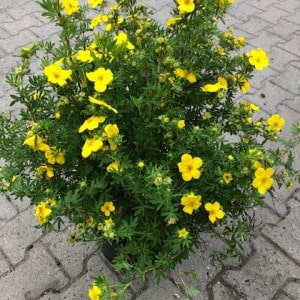 Ganzerik of Potentilla fruticosa 'Goldfinger'