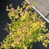 Spierstruik (Spiraea japonica 'Candlelight')