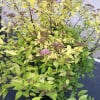 Spierstruik (Spiraea japonica 'Candlelight') - Afbeelding 2