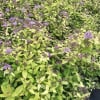 Spierstruik (Spiraea japonica 'Candlelight') - Afbeelding 3