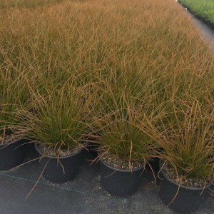 Oranje zegge of Carex testacea 'Prairie Fire'