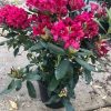 Bosrhododendron of Rhododendron 'Roseum' - Afbeelding 2