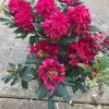 Bosrhododendron of Rhododendron 'Roseum'