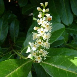 Prunus Rotundifolia