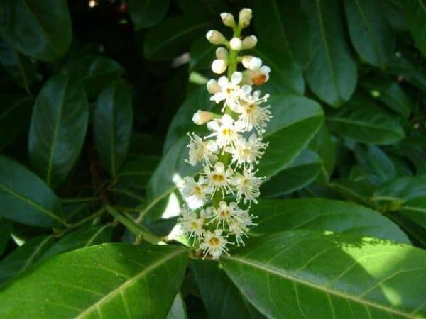 Prunus Rotundifolia