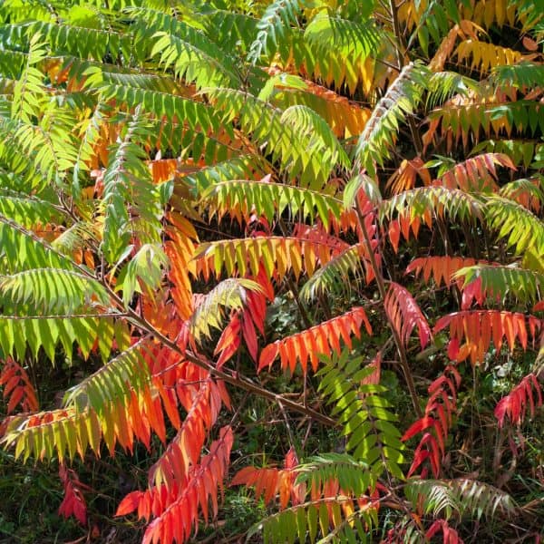 Fluweelboom of Rhus typhina - Afbeelding 2