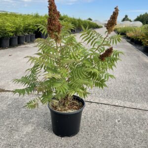 Lijsterbesspirea of Sorbaria Sorbifolia