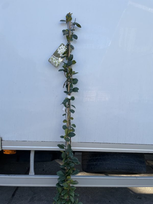 toscaanse-jasmijn-of-trachelospermum-jasminoides