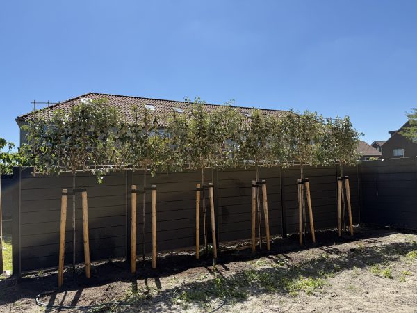 Olijfwilg of Elaeagnus ebbingei leiboom - Afbeelding 4