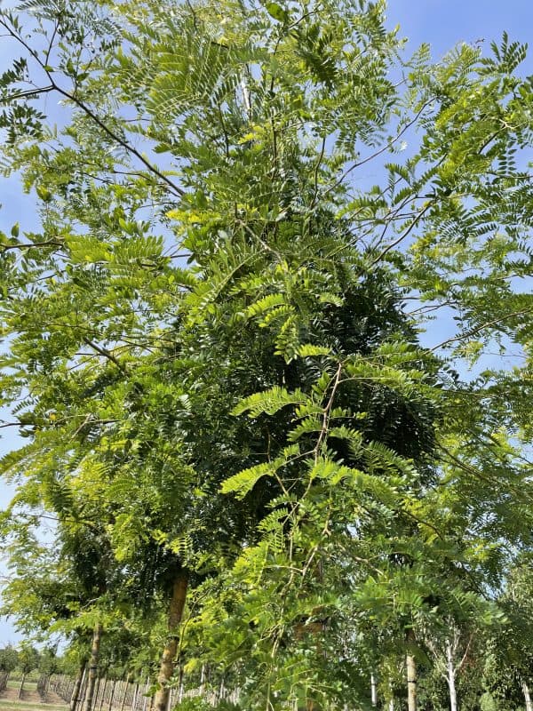 Valse Christusdoorn of Gleditsia ‘sunburst’