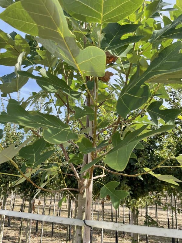 Tulpenboom of Liriodendron tulipifera