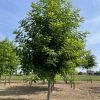 Acacia of Robinia 'Nyirsegi'