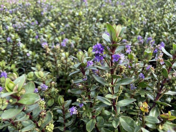 Struikveronica of Hebe 'Autumn Glory’