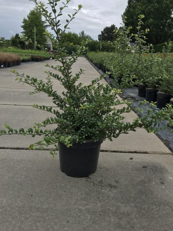 Japanse hulst of Ilex crenata