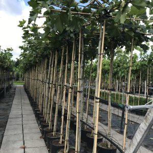 Dakplataan of Platanus hispanica