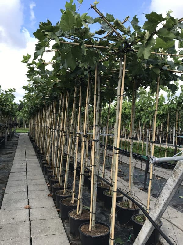 Dakplataan of Platanus hispanica