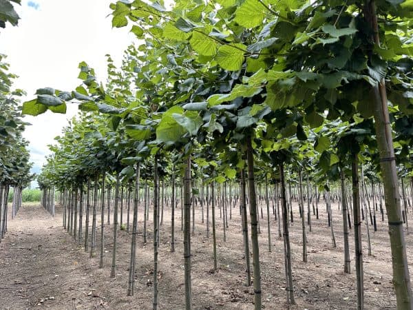 Zomerlinde of Tilia platyphyllos