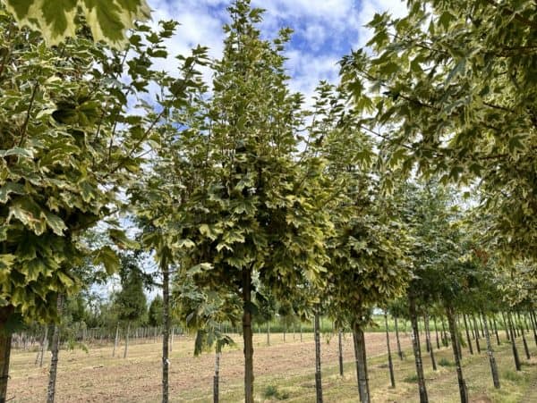 Bonte Esdoorn of Acer Drummondii