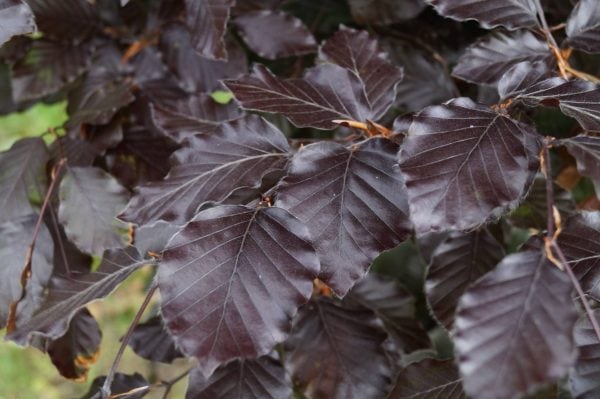 Rode Beukenhaag of Fagus Sylvatica Atropunicea