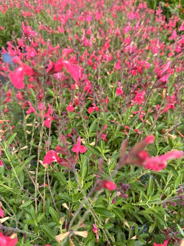 Salie of Salvia Greggii Lipstick