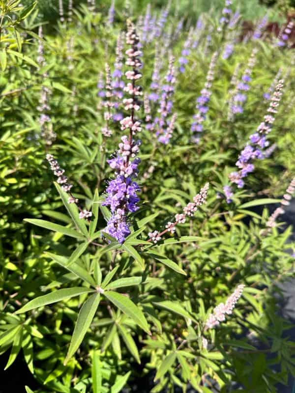 Monikkenpeper of Vitex Agnus Castus