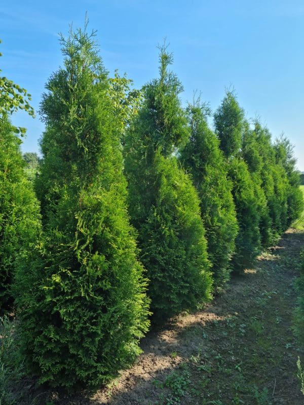 Groene haagconifeer of Thuja Brabant