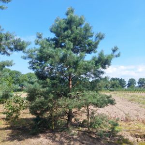 Pinus Sylvestris