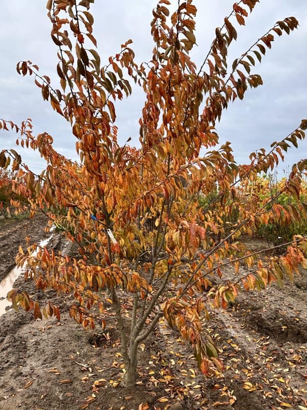 Sierkers of Prunus Yedoensis