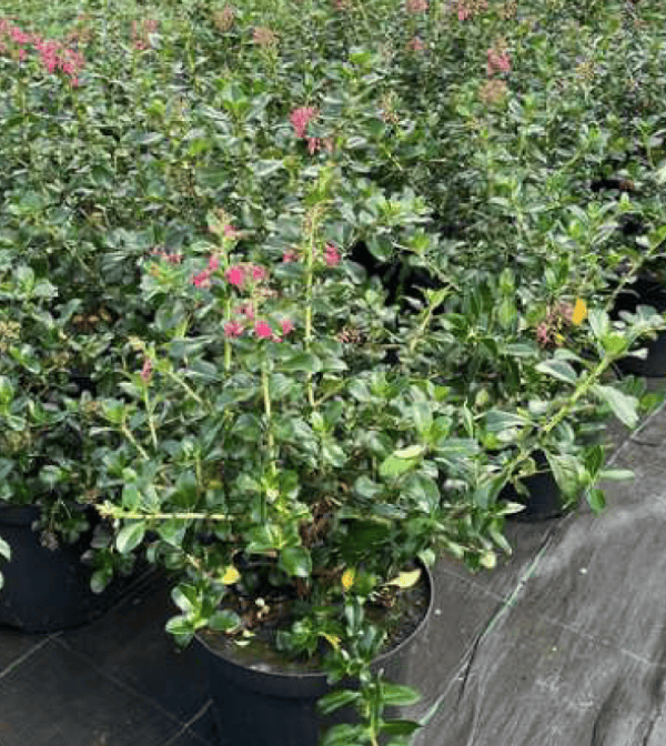 Escallonia rubra 'Macrantha'