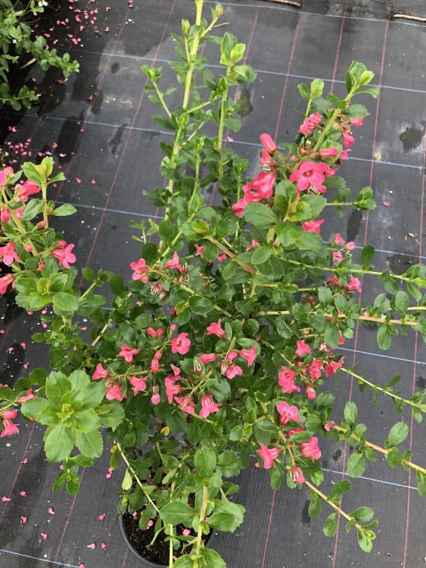 Escallonia 'Apple Blossom'