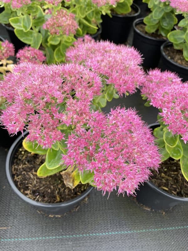 Vetkruid of Sedum spectabile 'Brillant'