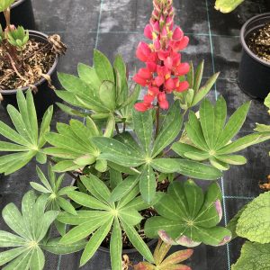 Lupine of Lupinus 'My Castle'