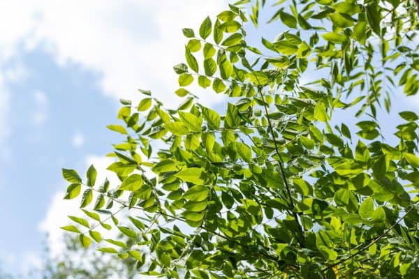 Doodsbeenderenboom of Gymnocladus dioica