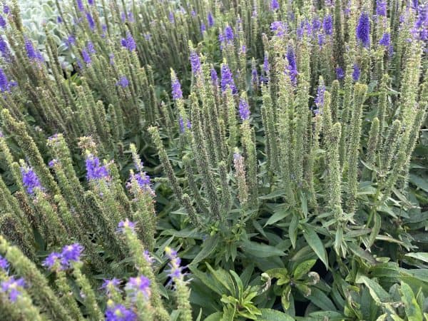 Ereprijs of Veronica spicata