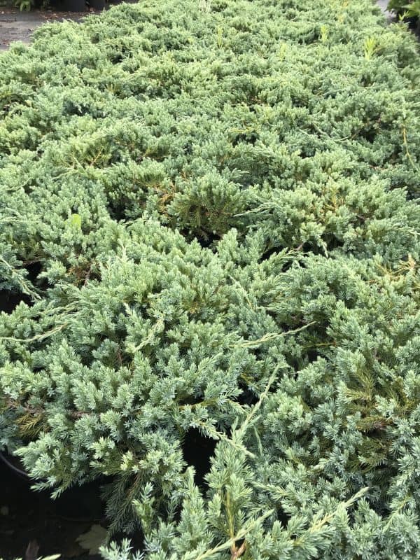 Jeneverbes of Juniperus 'Blue Carpet'