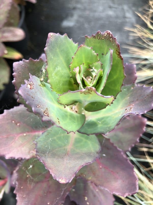 Vetkruid of Sedum 'Matrona'