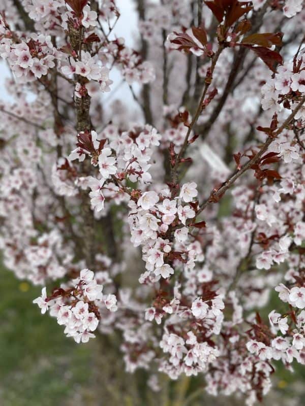 Sierkers of Prunus Spire