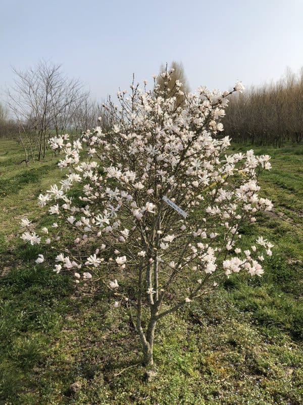 Beverboom of Magnolia Kobus