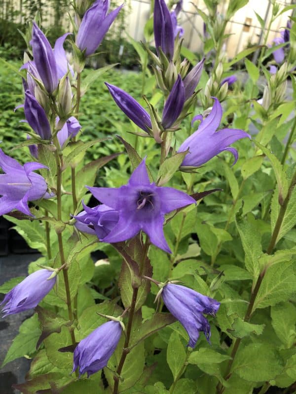 Klokjesbloem of Campanula latifolia macrantha