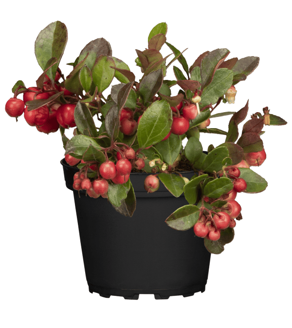 Bergthee of Gaultheria proc. Big Berry