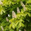 Witte paardenkastanje of Aesculus hippocastanum