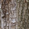 Witte paardenkastanje of Aesculus hippocastanum - Afbeelding 2