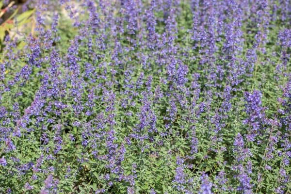 Kattenkruid of Nepeta faassenii