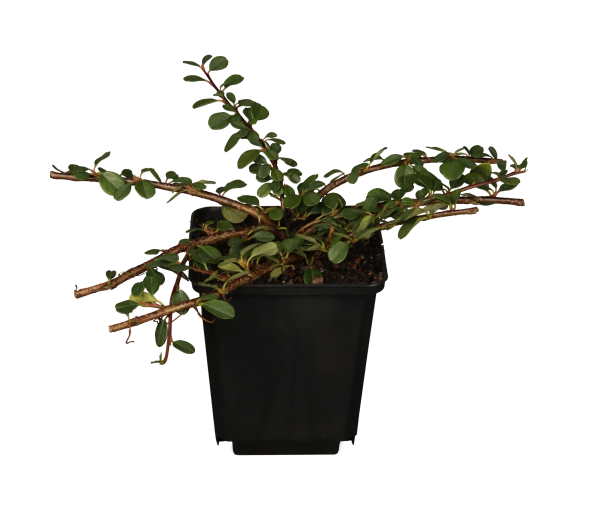 Dwergmispel of Cotoneaster dammeri 