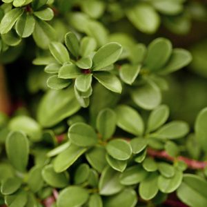 Dwergmispel of Cotoneaster dammeri 