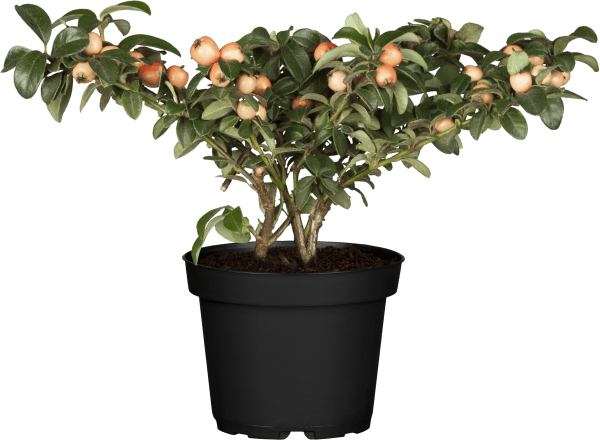 Dwergmispel of Cotoneaster suecicus 'Coral Beauty'