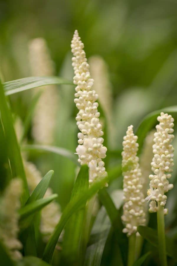 Leliegras of Liriope muscari 'Monroe White'