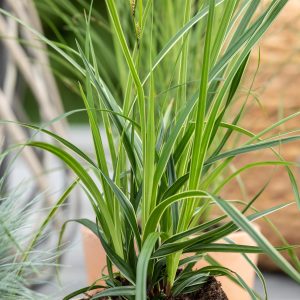 Zegge of Carex morrowii 'Variegata'