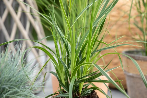 Zegge of Carex morrowii 'Variegata'